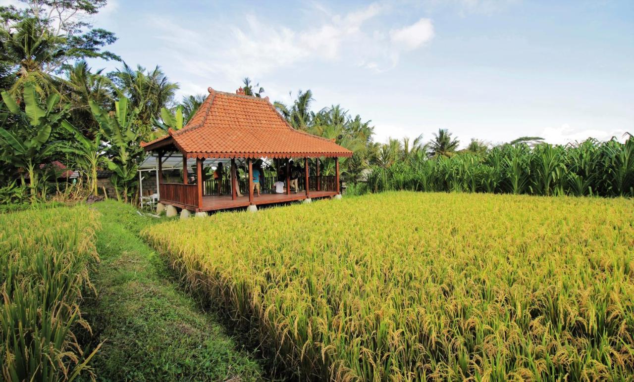 Alam Kawi Ubud Resort & Spa Payangan Exteriér fotografie